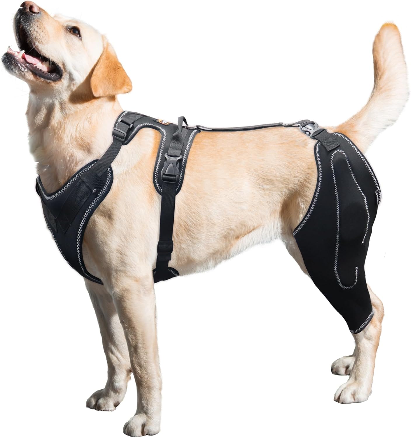 LISPOO Dog Knee Brace with Metal Hinged Support