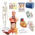 EVOTECH SCIENTIFIC Human Anatomy Model Bundle Set