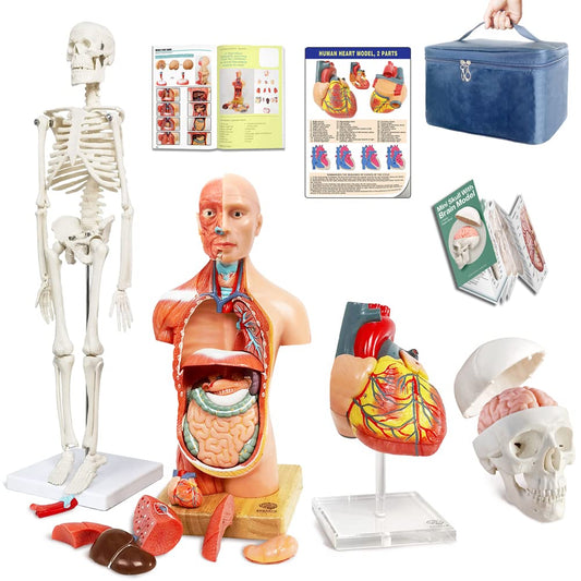 EVOTECH SCIENTIFIC Human Anatomy Model Bundle Set