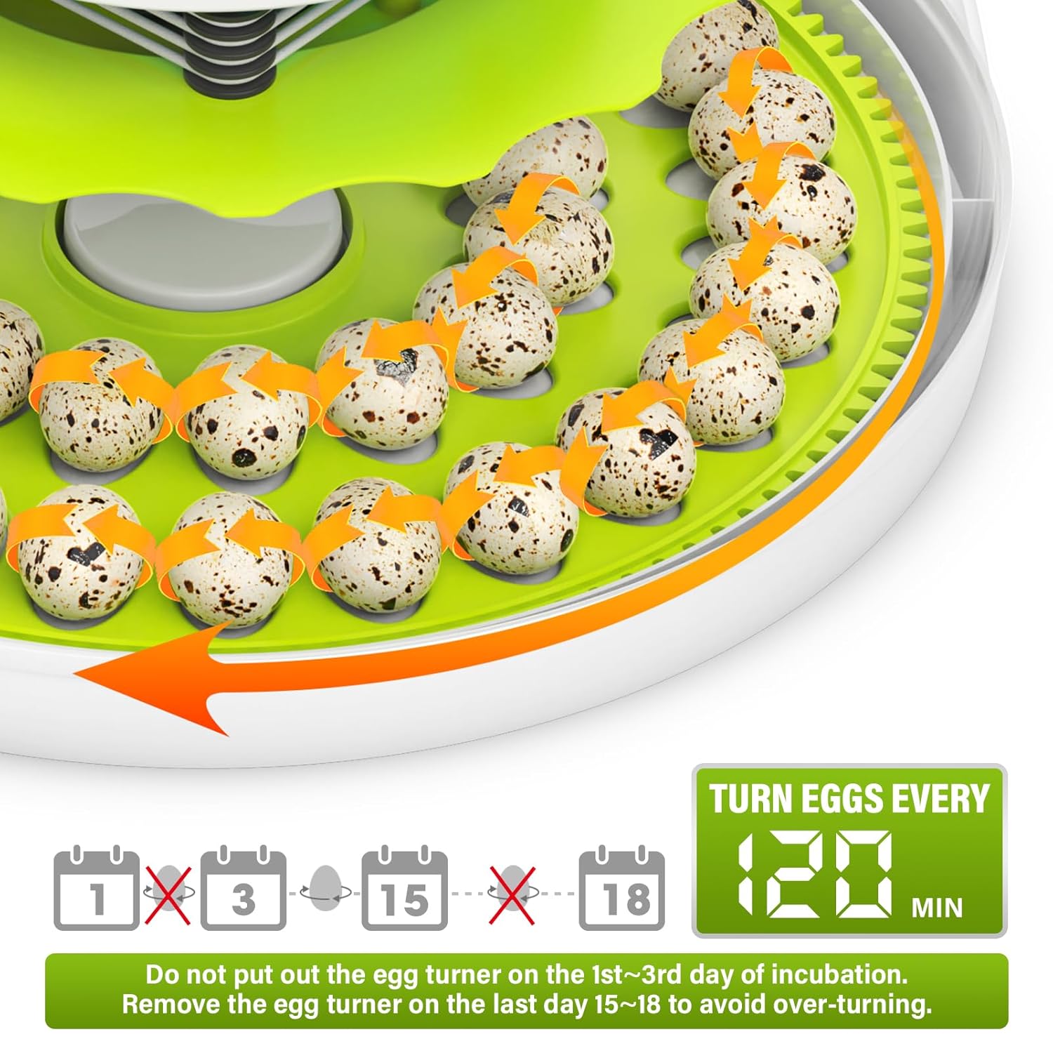 Quail Egg Incubator