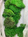 Natural Green Decorative DIY Kit