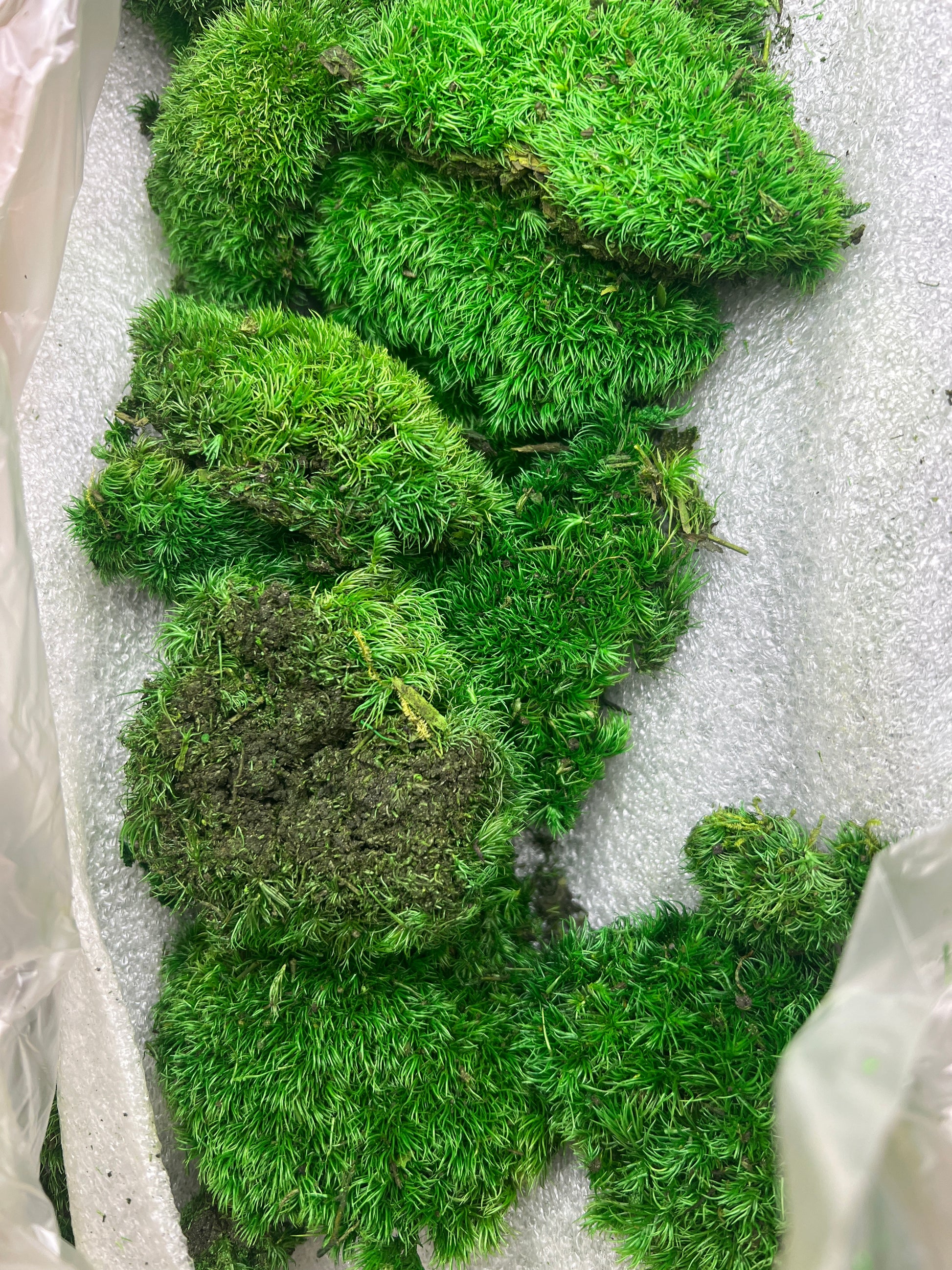 Natural Green Decorative DIY Kit