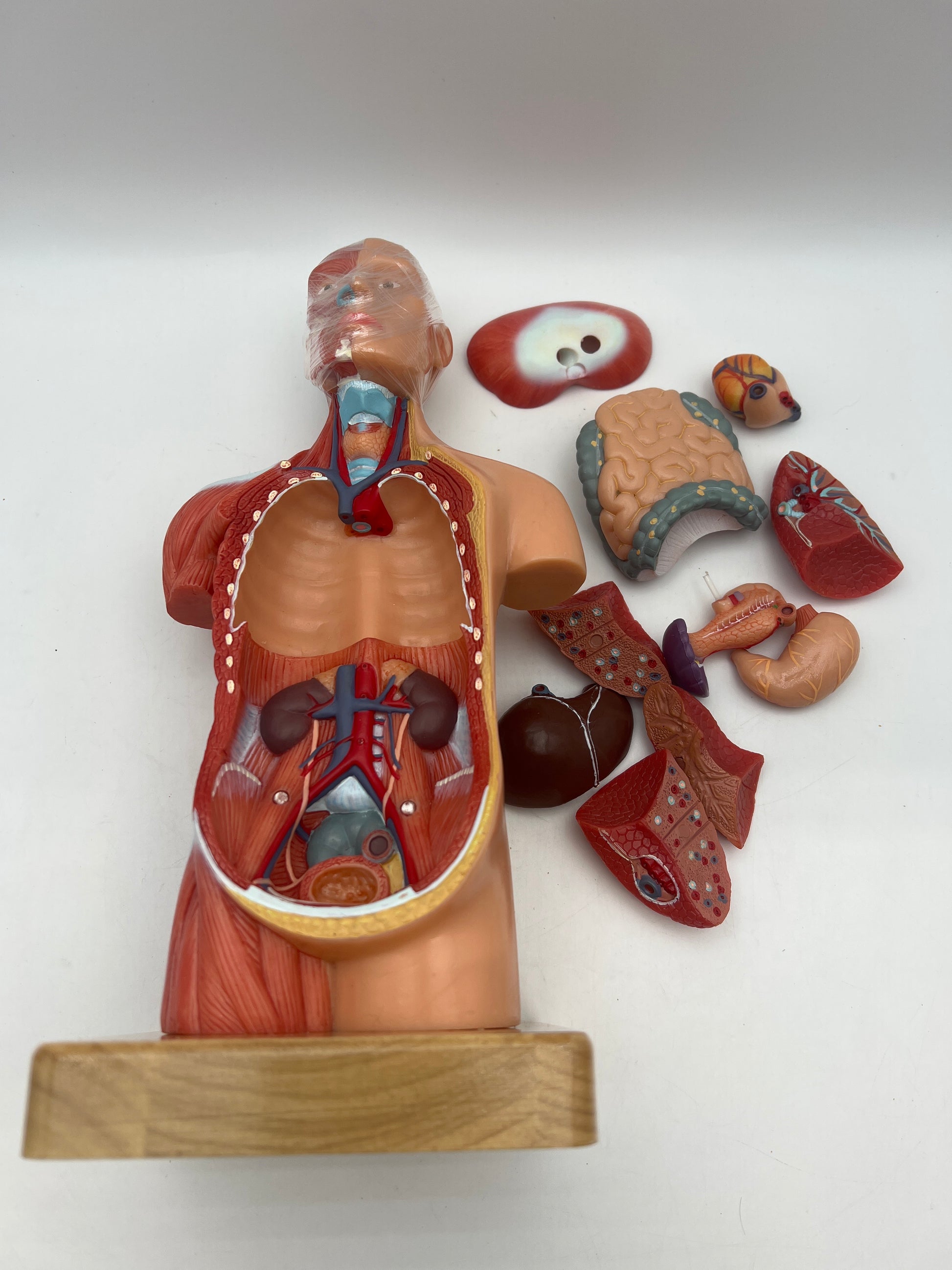 EVOTECH SCIENTIFIC Human Anatomy Model Bundle Set