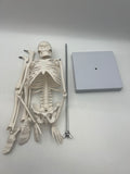 EVOTECH SCIENTIFIC Human Anatomy Model Bundle Set