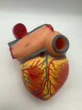 Human Heart Model