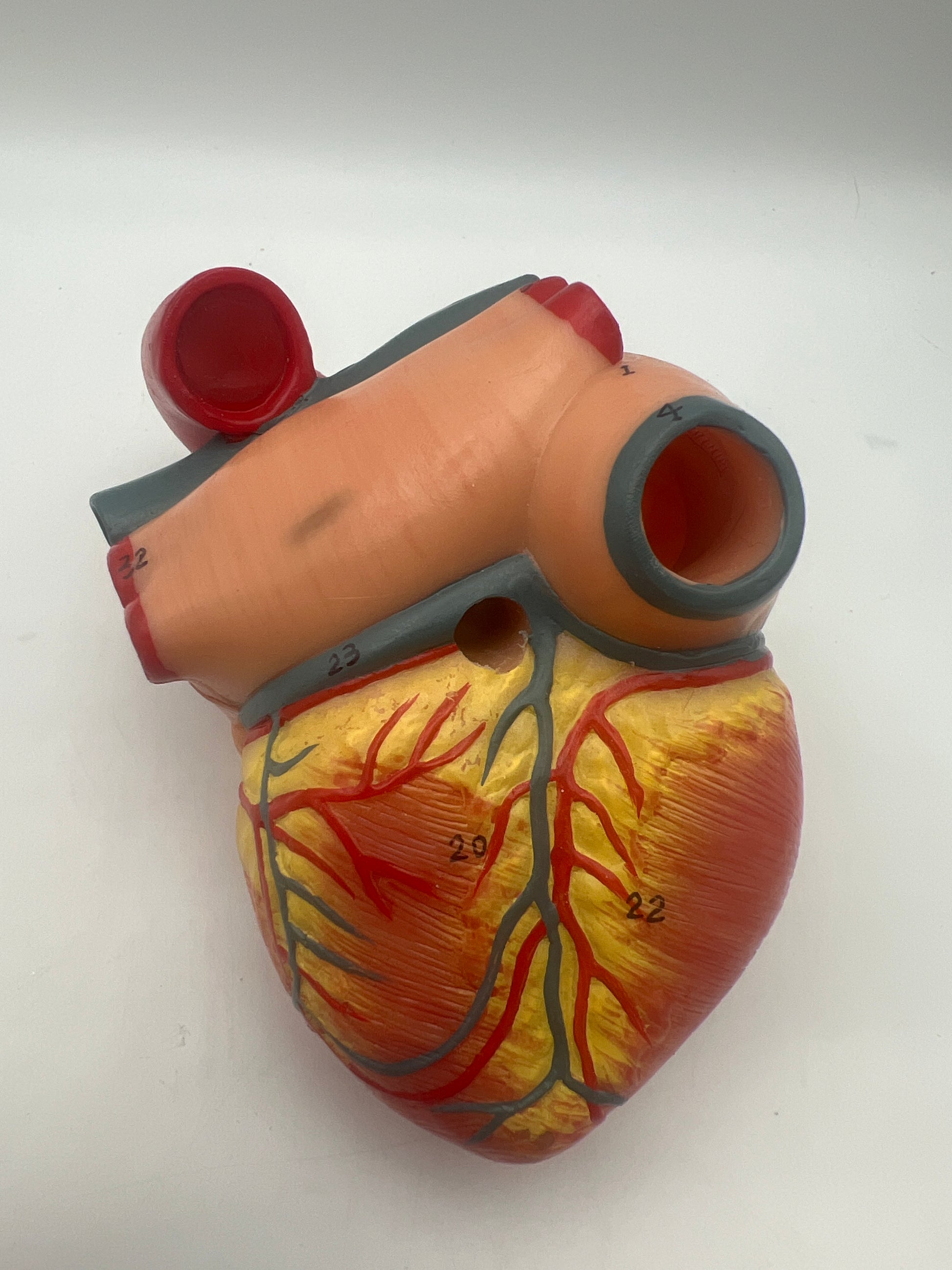 Human Heart Model