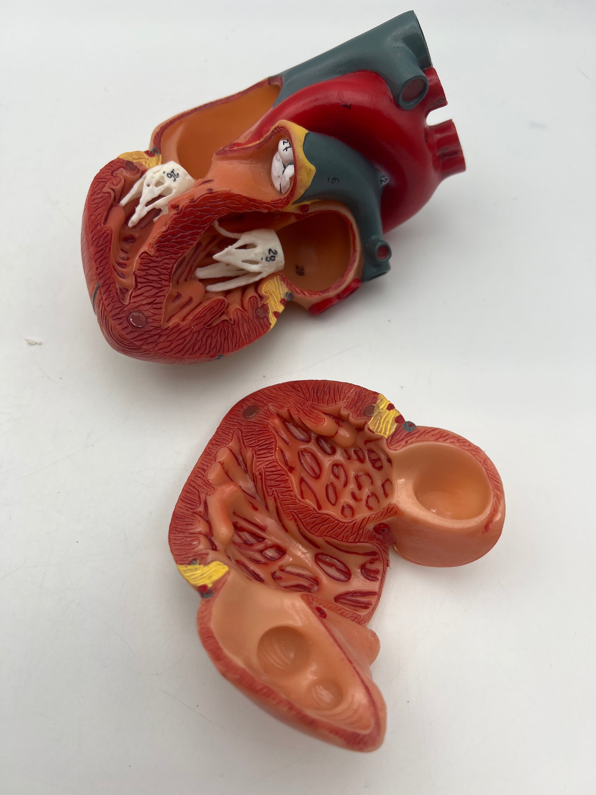 Human Torso Model
