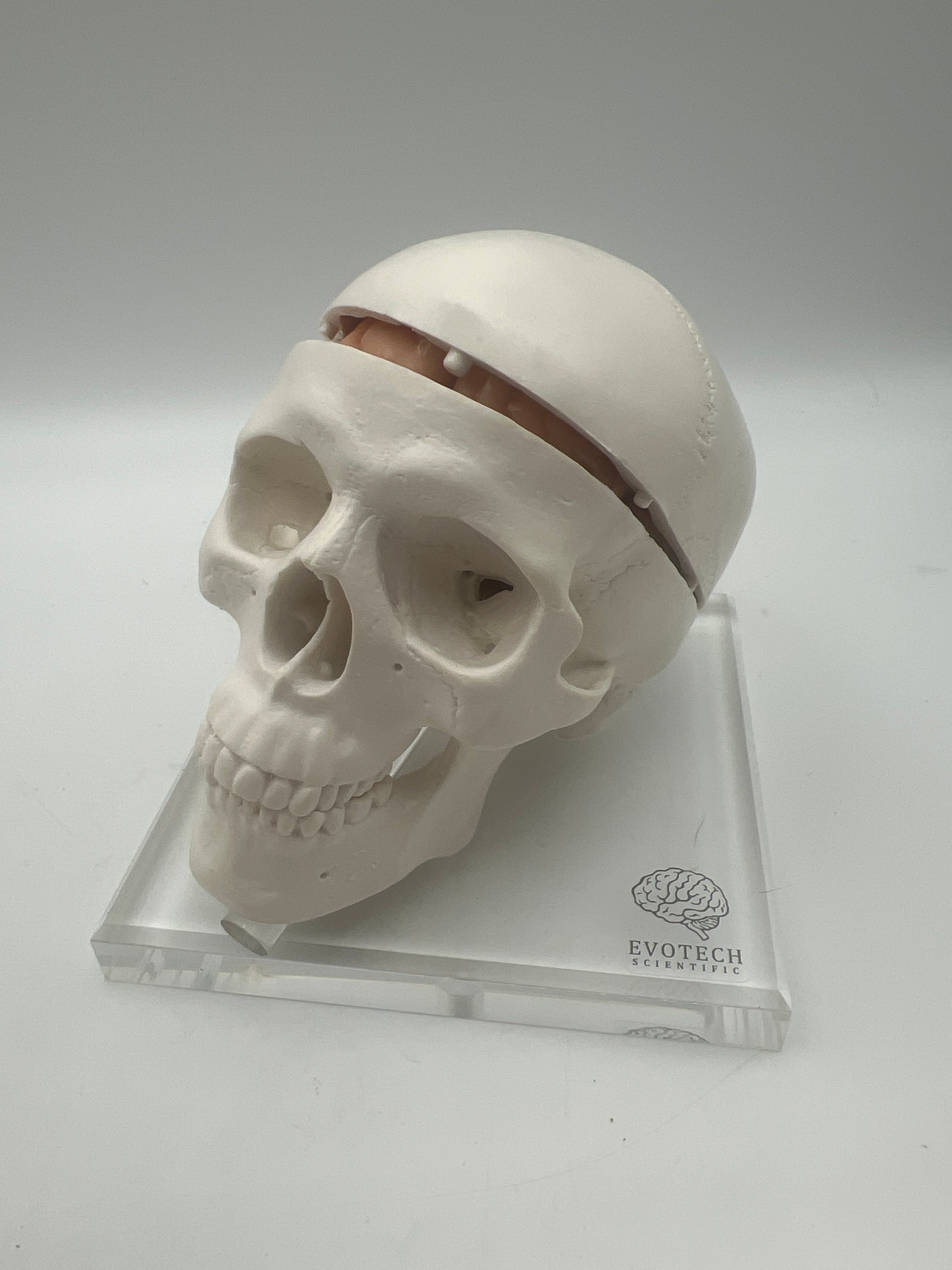 Human Skeleton Model