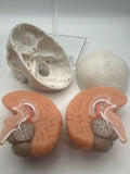 EVOTECH SCIENTIFIC Human Anatomy Model Bundle Set