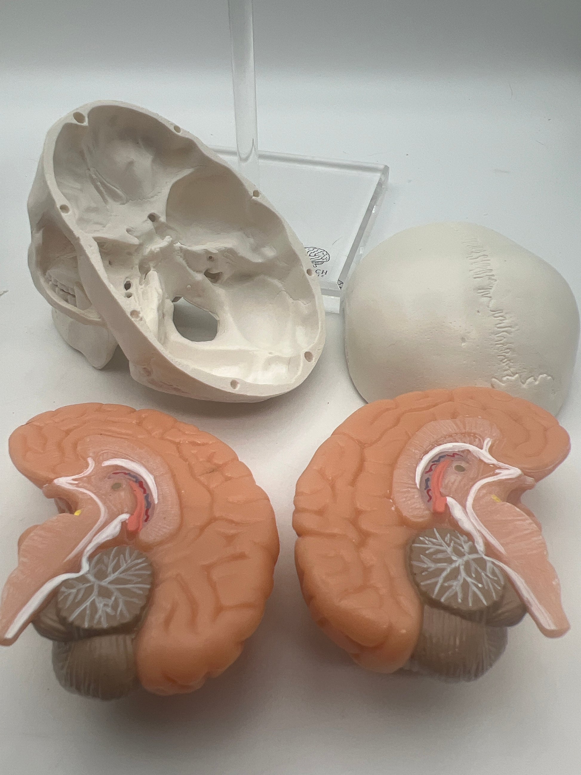 EVOTECH SCIENTIFIC Human Anatomy Model Bundle Set